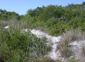 Established Coastal Dunes